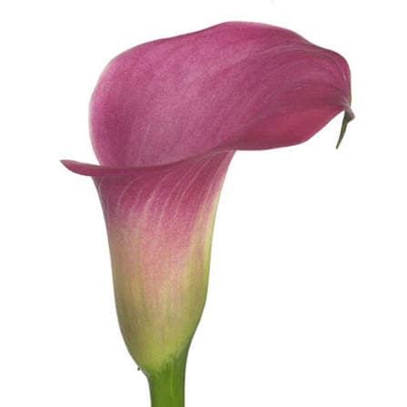 Calla (mini) Fantasia Pink Hot 40/45 Cm