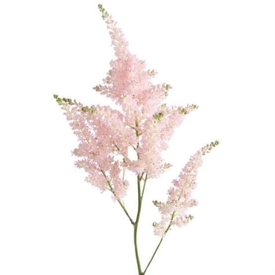 Astilbe Europa Pink Light 45 Cm