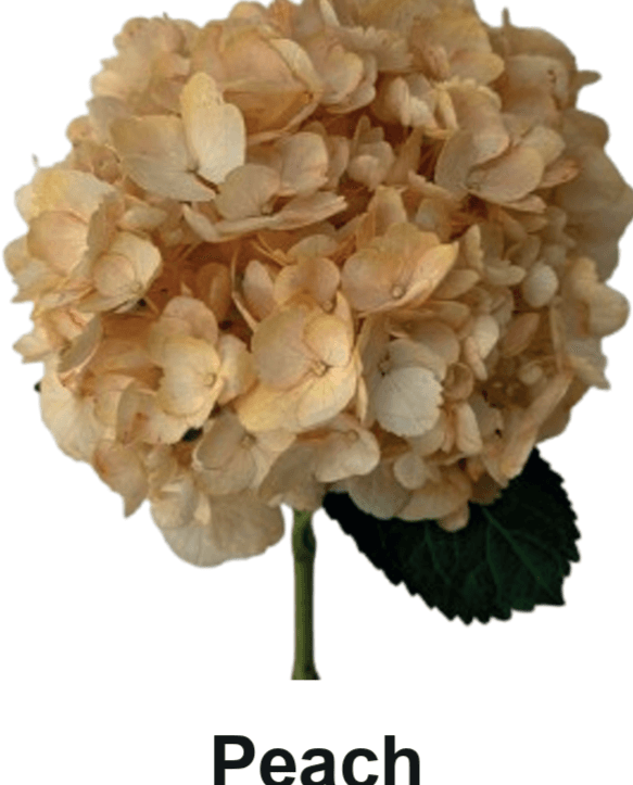 Hydrangea Flf Immersion Peach Dyed Select