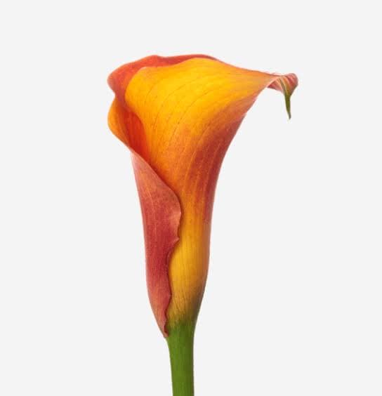 Calla (mini) Mango Orange 40 Cm