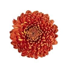 Mum Chestnut Cremon Bronze 70 Cm