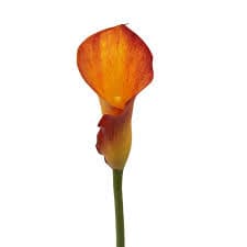 Calla (mini) Captain Trinity Orange 45 Cm
