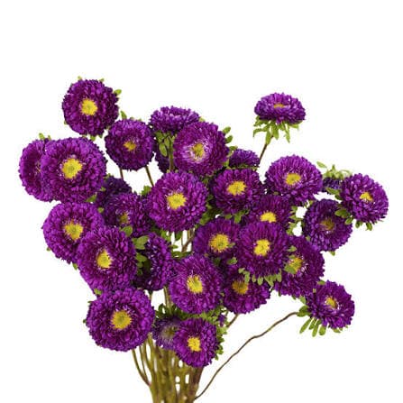 Aster Blue Matsumoto Purple