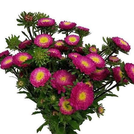 Aster Matsumoto Hot Pink