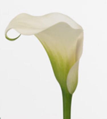 Calla (mini) Ventura White 40 Cm