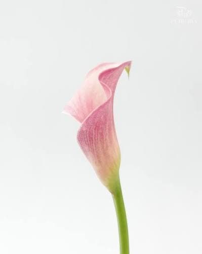 Calla (mini) Blushing Lady Pink Light Bic 45 Cm
