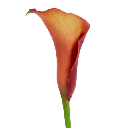 Calla (mini) Odeon Orange 45 Cm