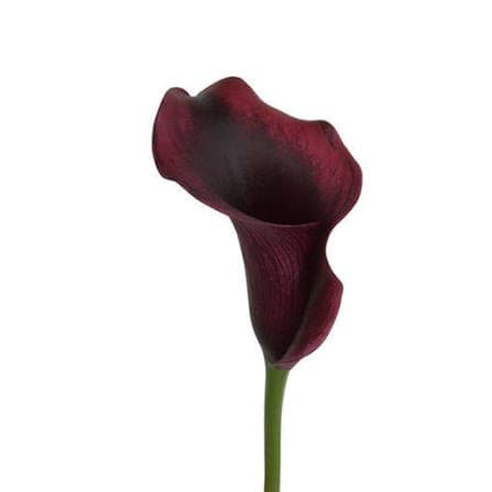 Calla (mini) Rudolph Burgundy Red 45 Cm Nl