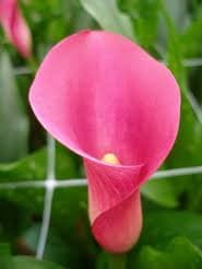 Calla (Mini) Hot Pink Zazu 50 cm
