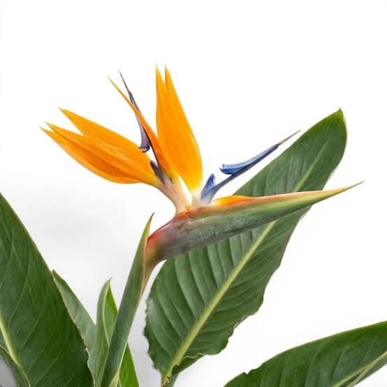Bird Of Paradise Premium Guatemala