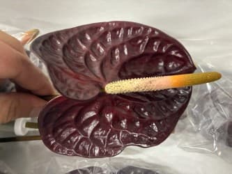 Anthurium Morano Red Dark Medium - No Credit