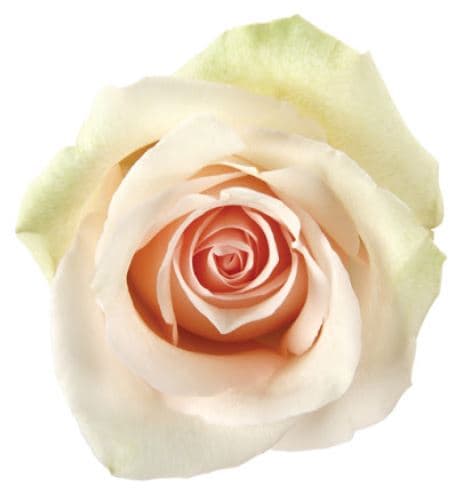 Rose La Perla Sand Cream 60 Cm