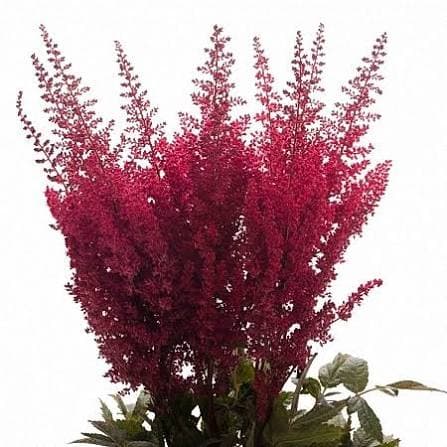 Astilbe Paul Gaarder Burgundy Red 55 Cm Nl