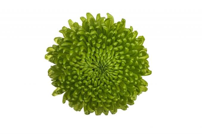 Mum Alemani Cremon Green 70 Cm Sub. Football Mum