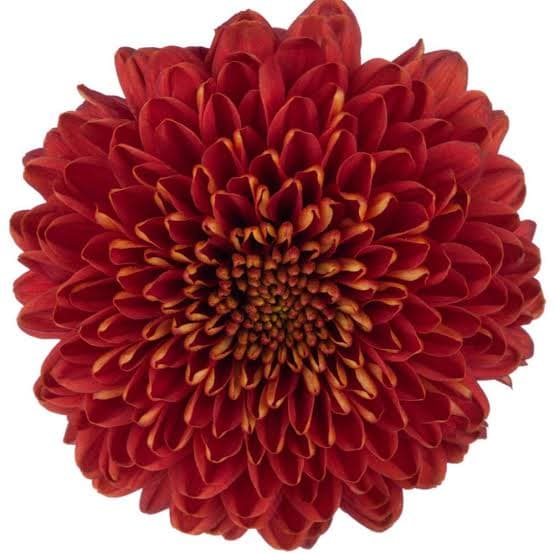 Mum Ball Chivas Dark Bronze