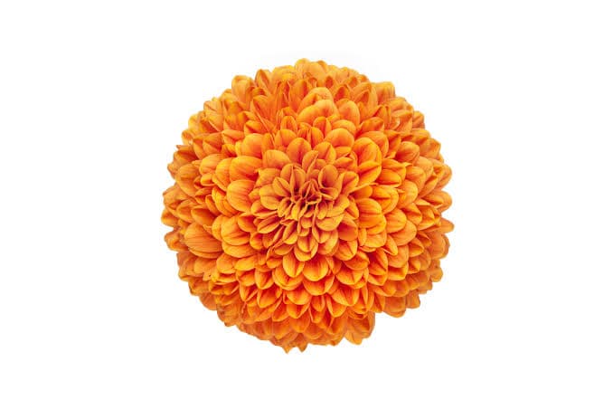 Mum Ball Chivas Bronze Orange 60 Cm