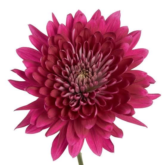 Mum Cremon Purple Tornado