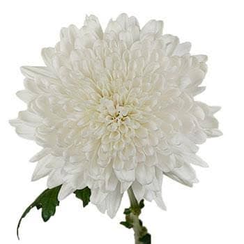 Mum Cremon Chita White W/ Green Ctr