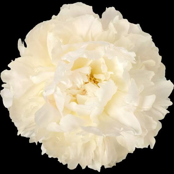Peony Bowl Of Cream White 50-60 Cm Aaa Chile