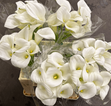 Calla (mini) Cortina White 40 Cm Nl