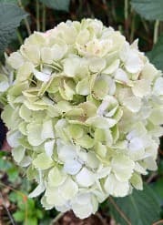 Hydrangea Antique Green Light Jumbo