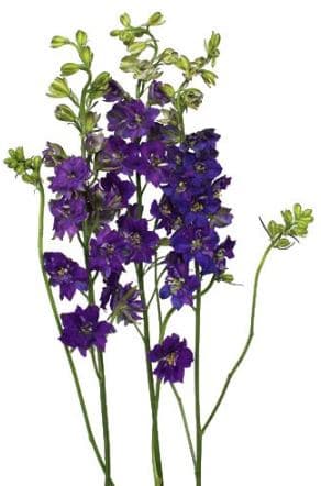 Larkspur Purple 80 Cm