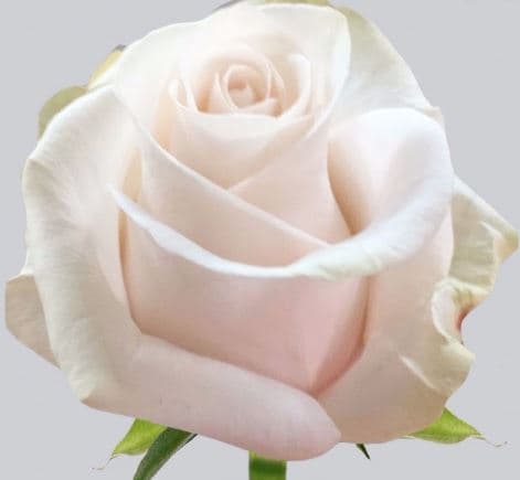Rose Poma Rosa Sand Blush 60 Cm