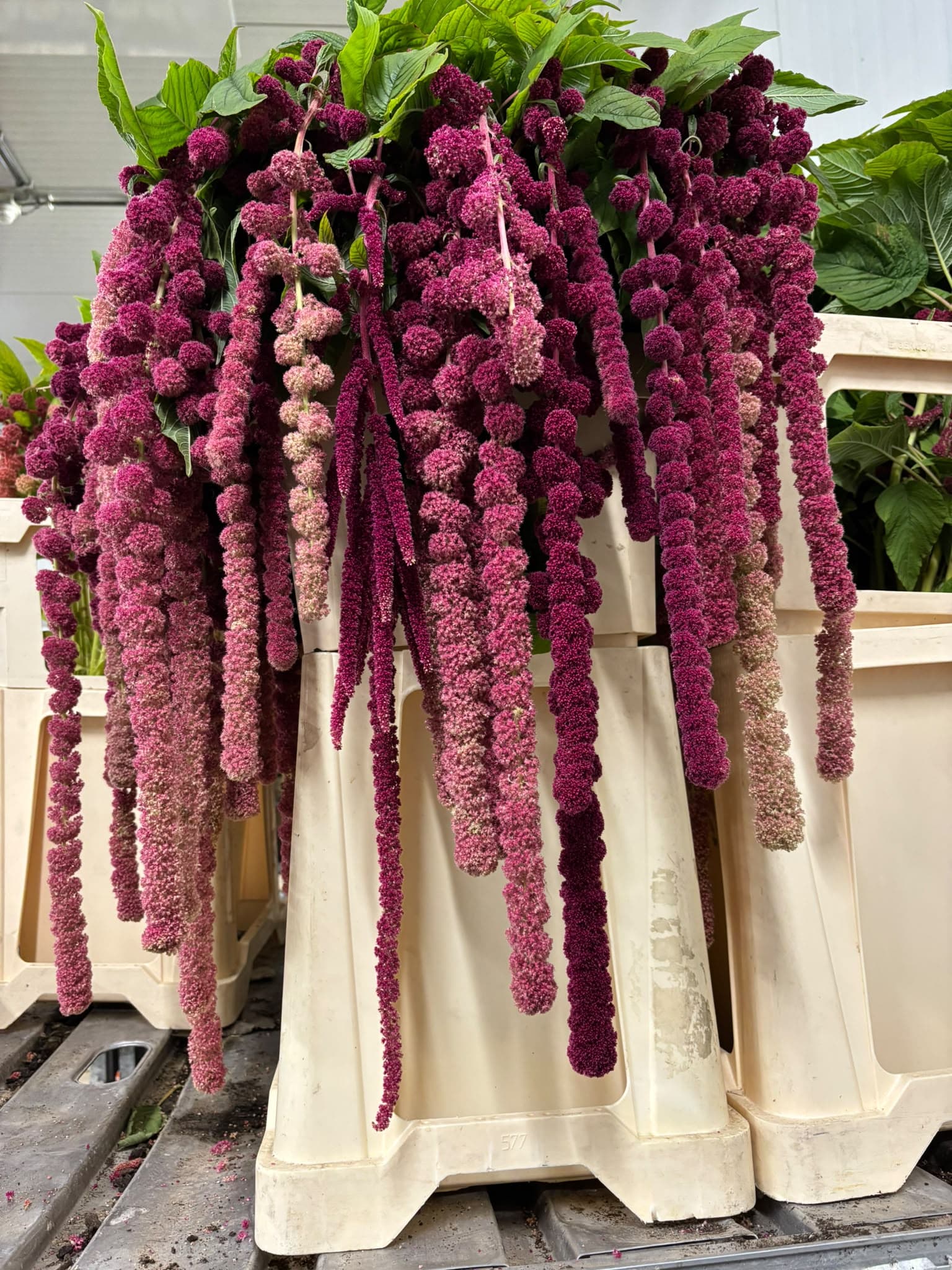 Amaranthus Dutch Red Bic 70 Cm Nl