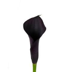 Calla (mini) Odessa Black Purple 35 Cm