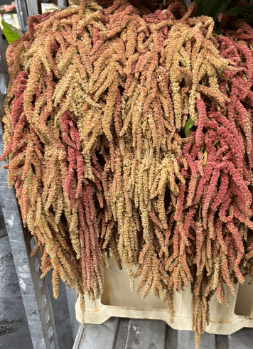 Amaranthus Hanging Bush Coral Bic 90 Cm Nl