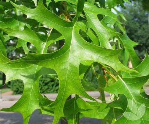 Branch Oak Pin Green 4 Ft