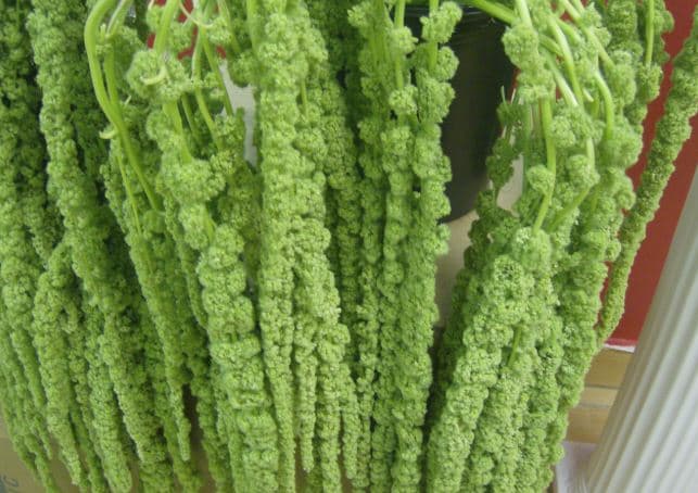 Amaranthus Rasta Hanging Green 70 Cm