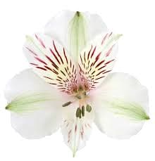 Alstro Himalaya White 80 Cm Perfection
