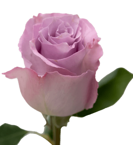 Rose Blue Dream Lavander 40 Cm