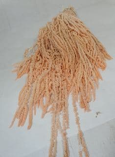 Preserved Amaranthus Peach Hanging 5 St Italia