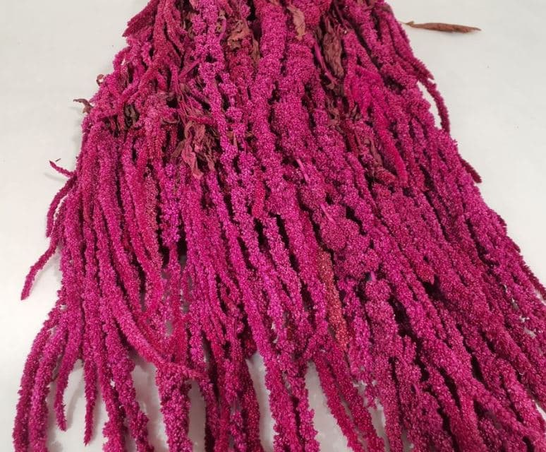 Preserved Amaranthus Hot Pink Fuscia Hanging 5 St Italia