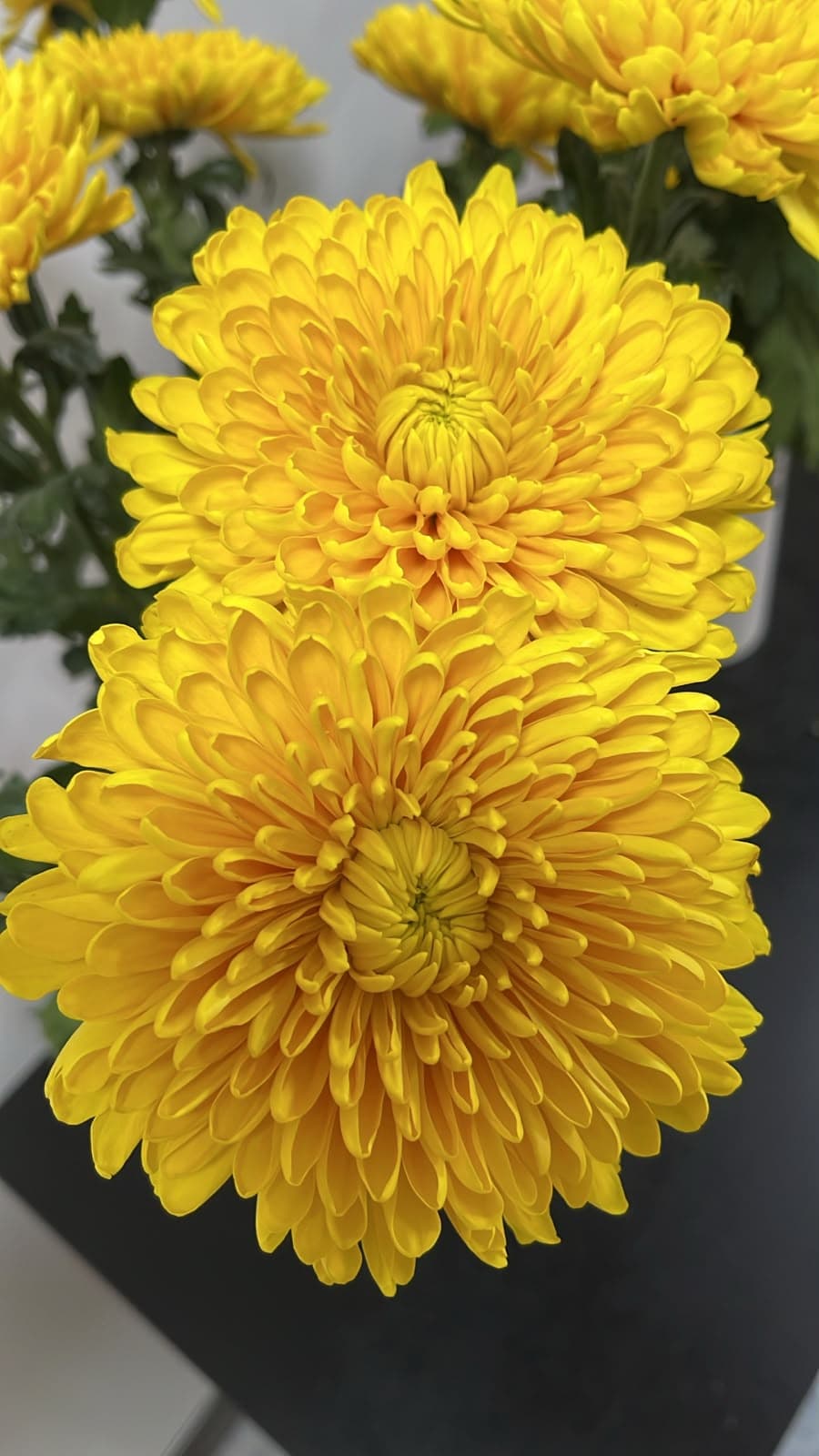 Mum Cr22-k0866 Gold Mustard 70 Cm