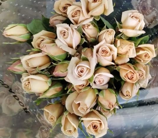 Rose (spray) Coffee Latto Caramel Sand 40 Cm