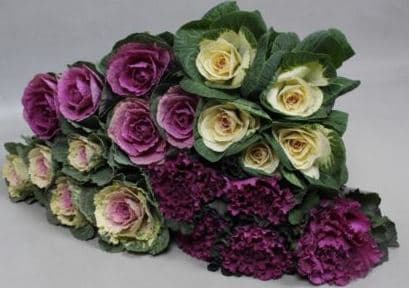 Brassica Kale Assorted 50 Cm