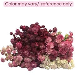 Astrantia Assorted 50 Cm