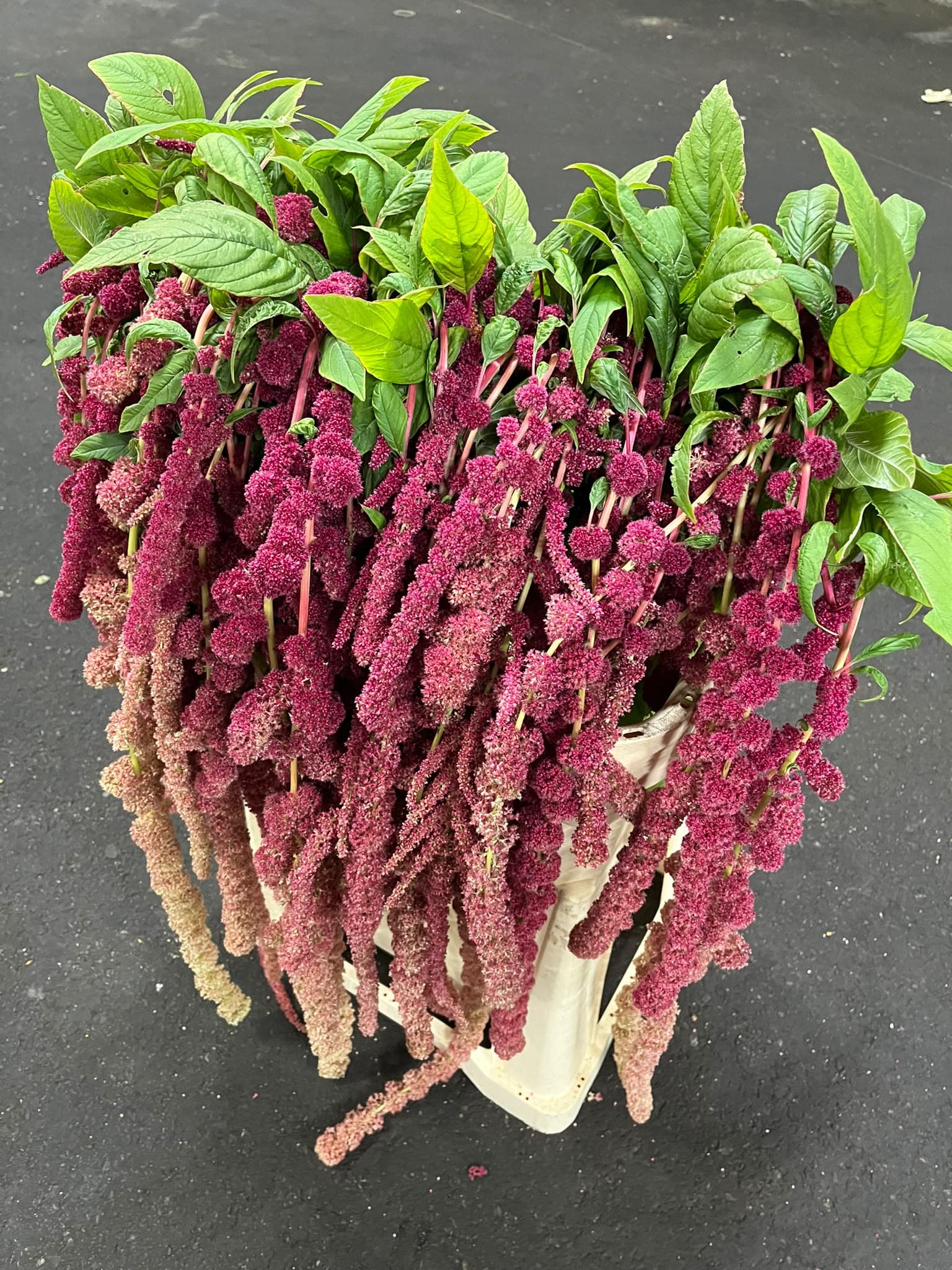Amaranthus Rosary Red 80 Cm Nl