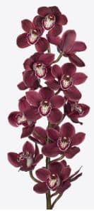 Cymbidium Vulcan Burgundy Red Dark 8/11 Bl