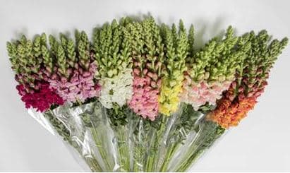 Snapdragon Assorted 70 Cm