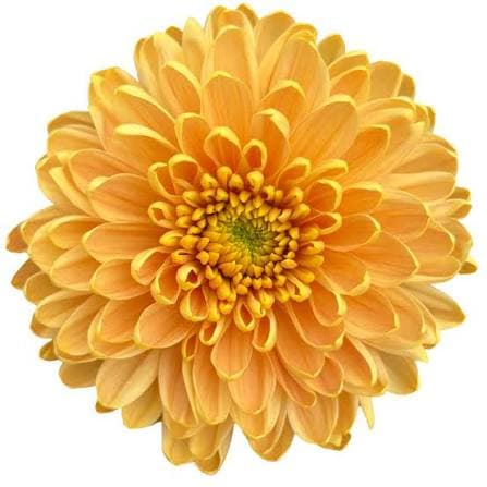 Mum Cremon Rossano Orange 70 Cm