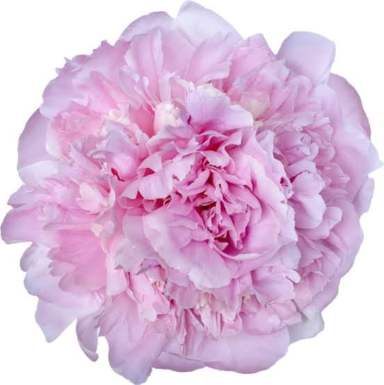 Peony Angel Cheeks Pink Light 50 Cm