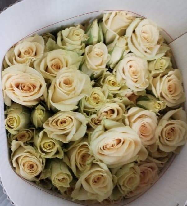 Rose (spray) Creta Cream Yellow Lt 40 Cm
