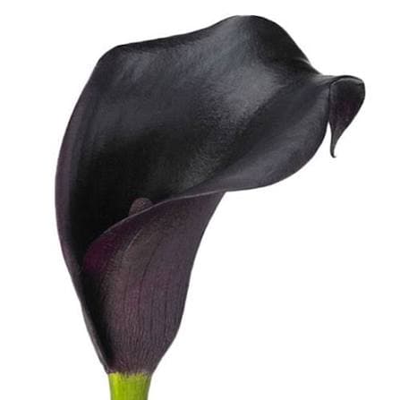 Calla (mini) Cantor Purple Black 30 Cm Nl