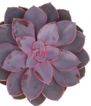 Echeveria Metallica Pearl Purple Red 9 Cm