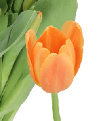 Tulip Juice Orange 36 Gr Extra 37 Cm