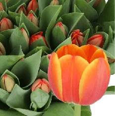 Tulip Ad Rem Orange 40 Cm Extra